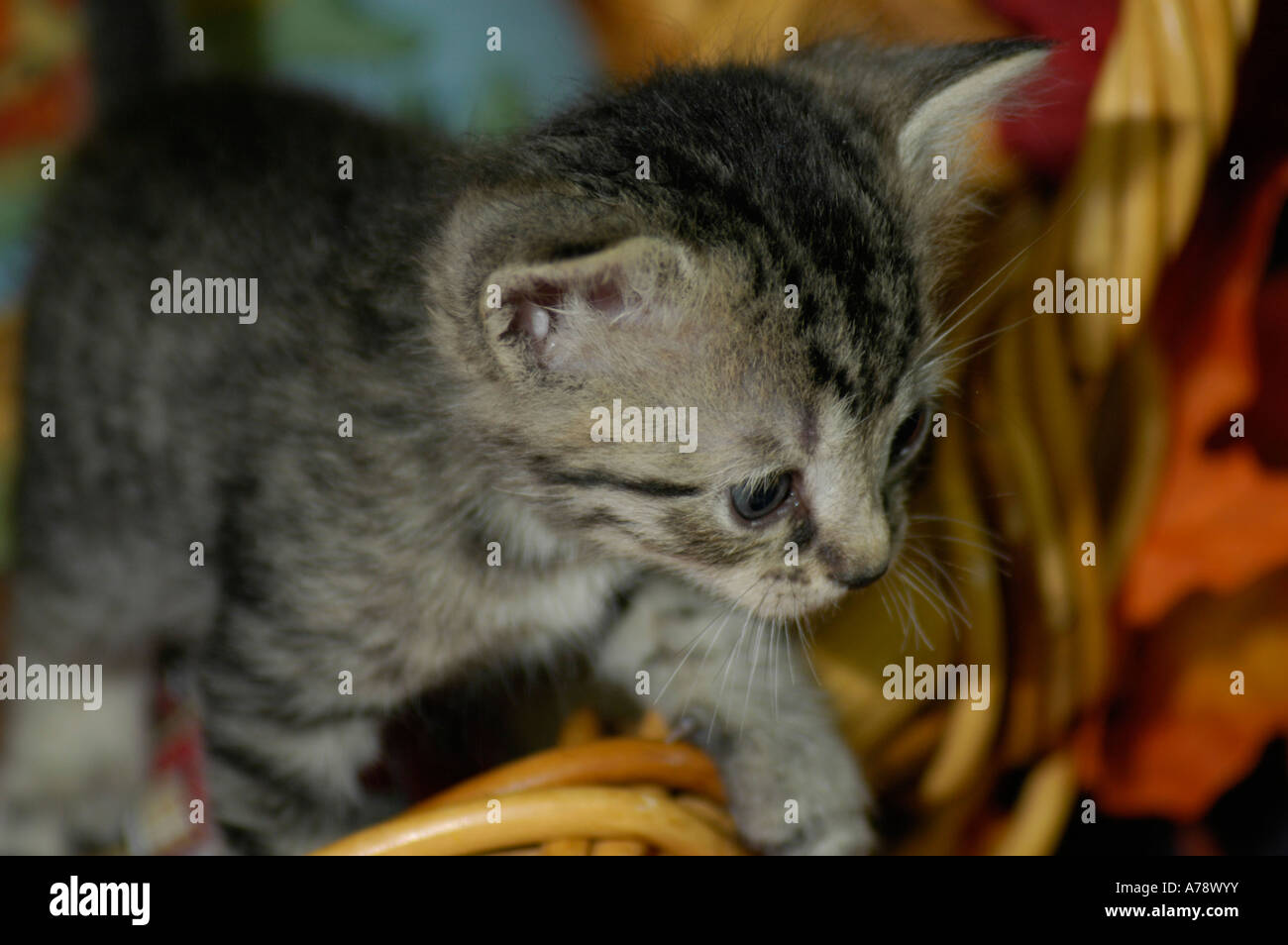 Blue mackerel tabby hires stock photography and images Alamy