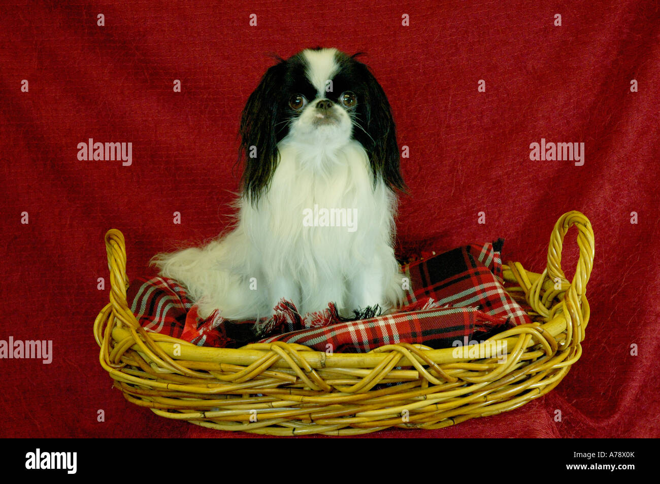 Japanese chin dog hires stock photography and images Alamy