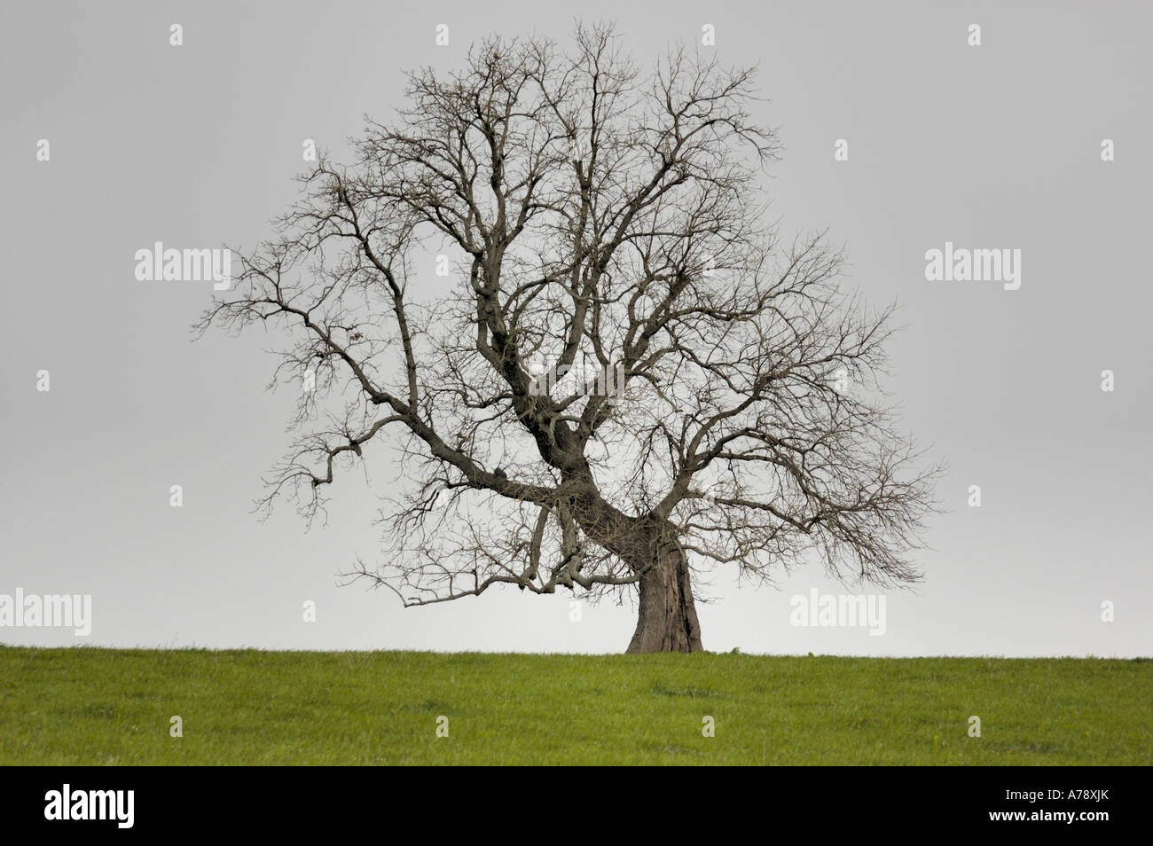 Bent Tree Stock Photo