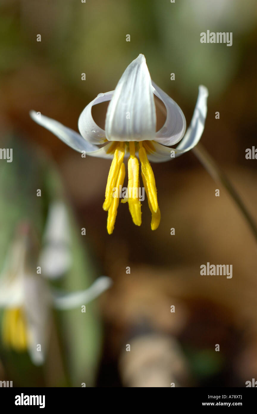 White Trout Lily Wildflower Stock Photo Alamy