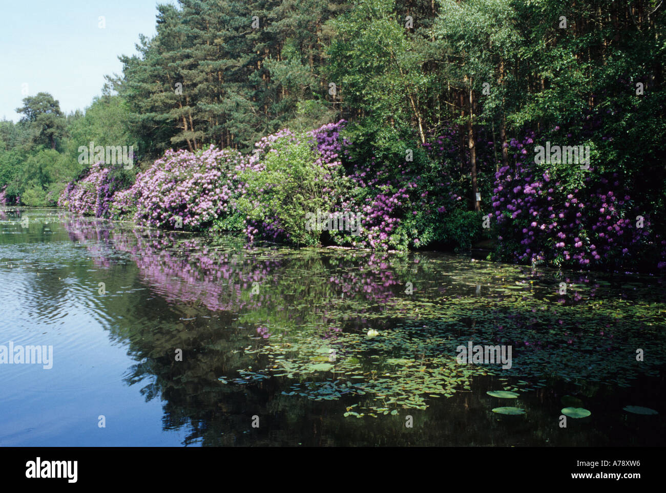 Captains Pond Near North Walsham Norfolk Stock Photo Alamy
