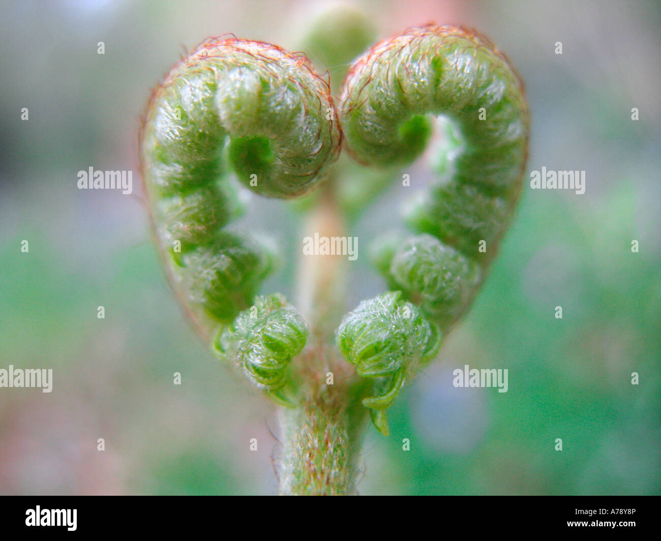 A heart shaped newly formed fern leaf in the early stages of growth Stock Photo