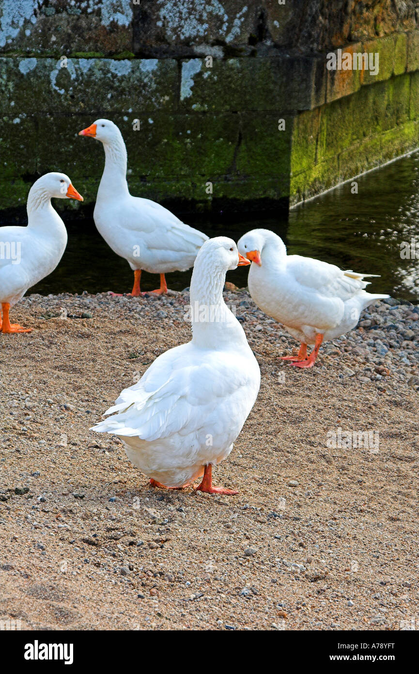 Wild Geese. Stock Photo