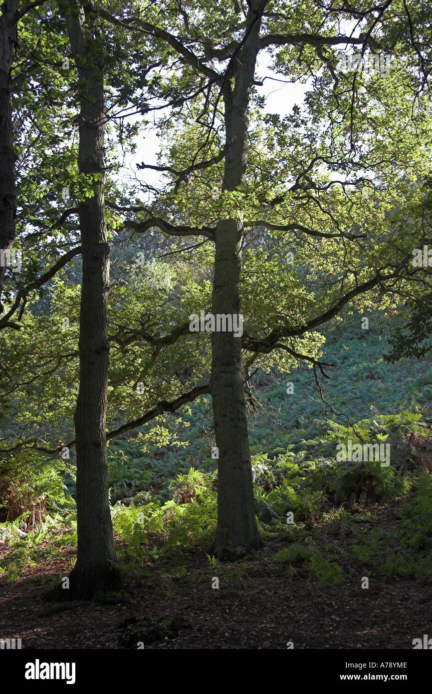 Bradley Wood, Ashbourne, Derbyshire, England Stock Photo: 6721677 - Alamy