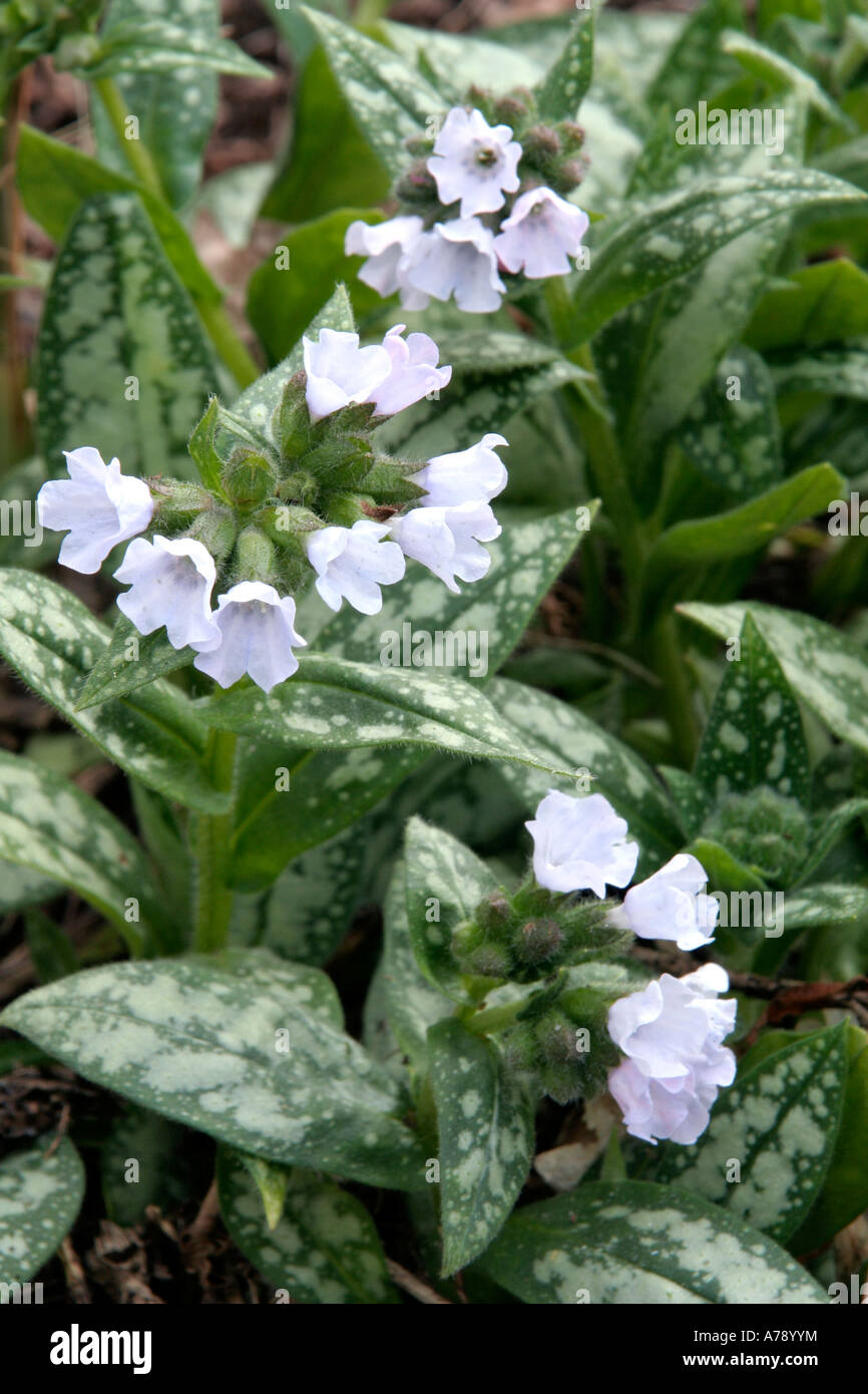 Pulmonaria Opal Stock Photo