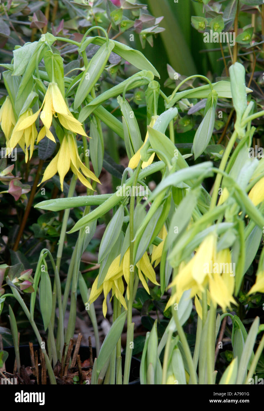 Uvularia grandiflora April15 Stock Photo