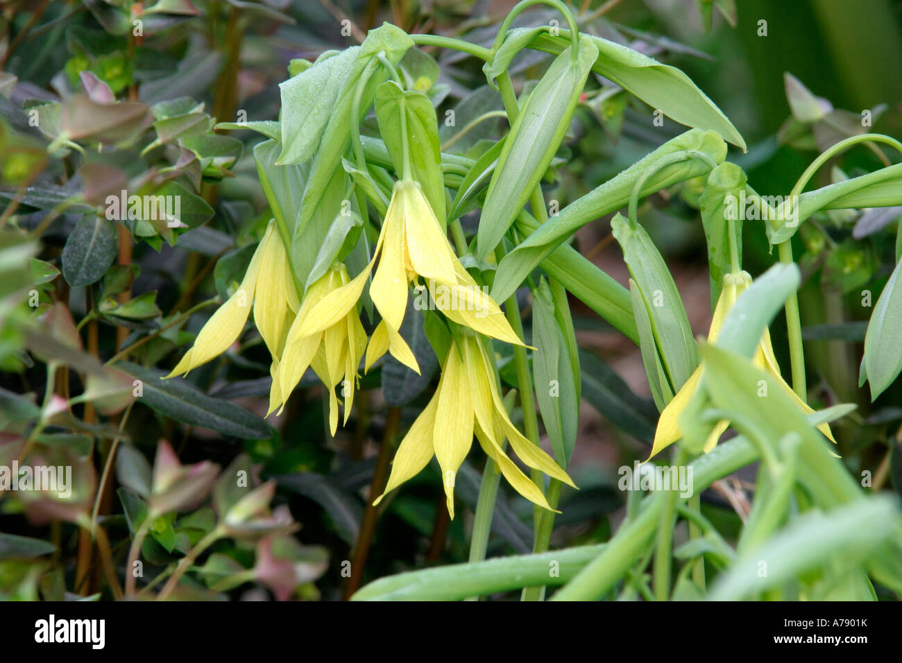 Uvularia grandiflora April15 Stock Photo
