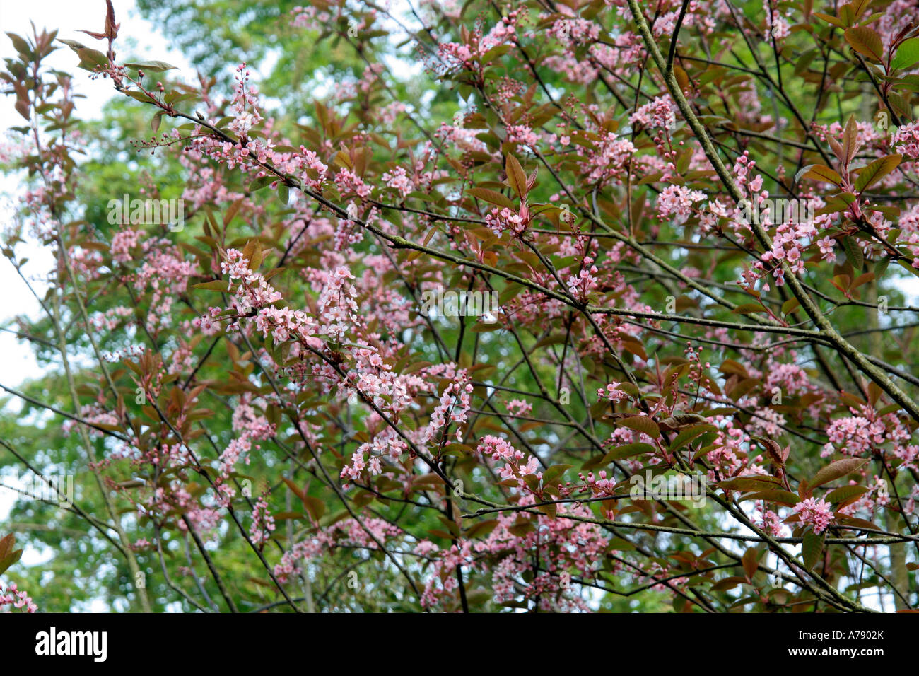 Prunus padus colorata April 15 Stock Photo