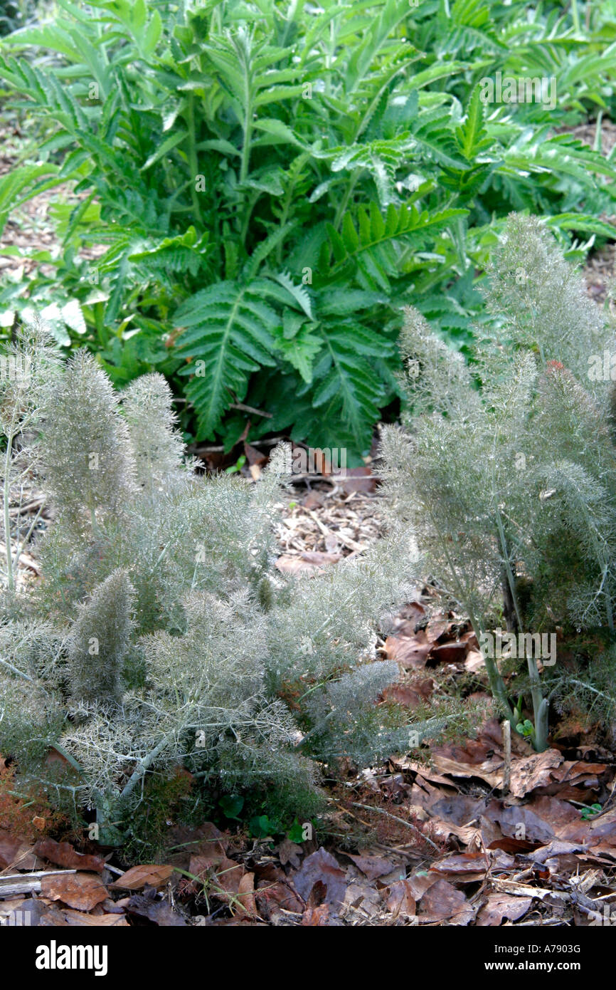 Foeniculum vulgare purpureum in mid April Stock Photo - Alamy