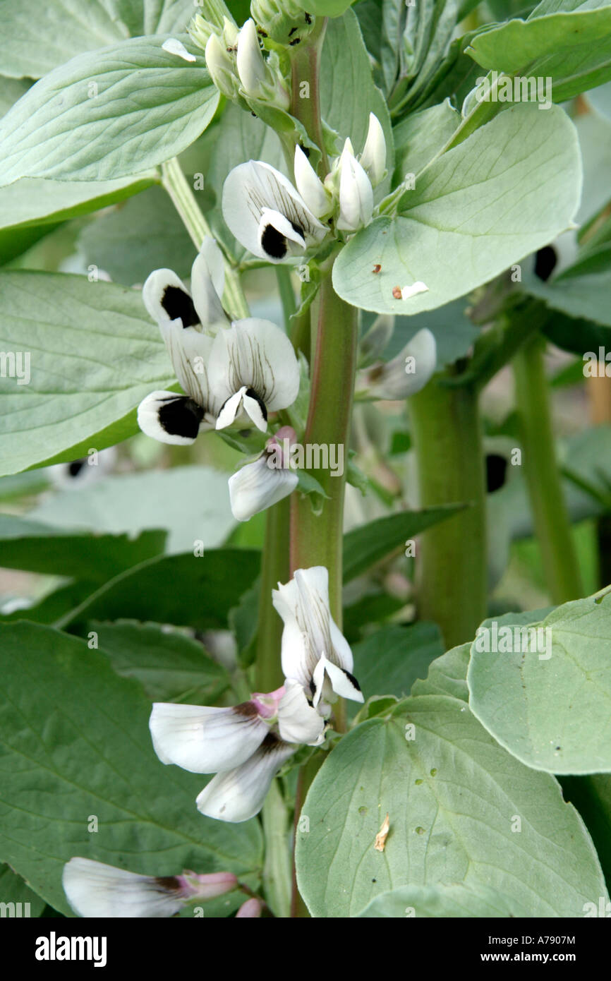Broad Bean Aquadulce Claudia April 15 from a mid November sowing Stock Photo