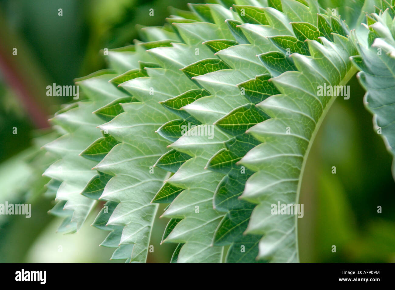 Melianthus major has wonderful sculptural leaves Stock Photo