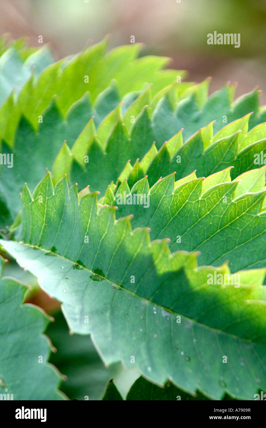 Melianthus major has wonderful sculptural leaves Stock Photo