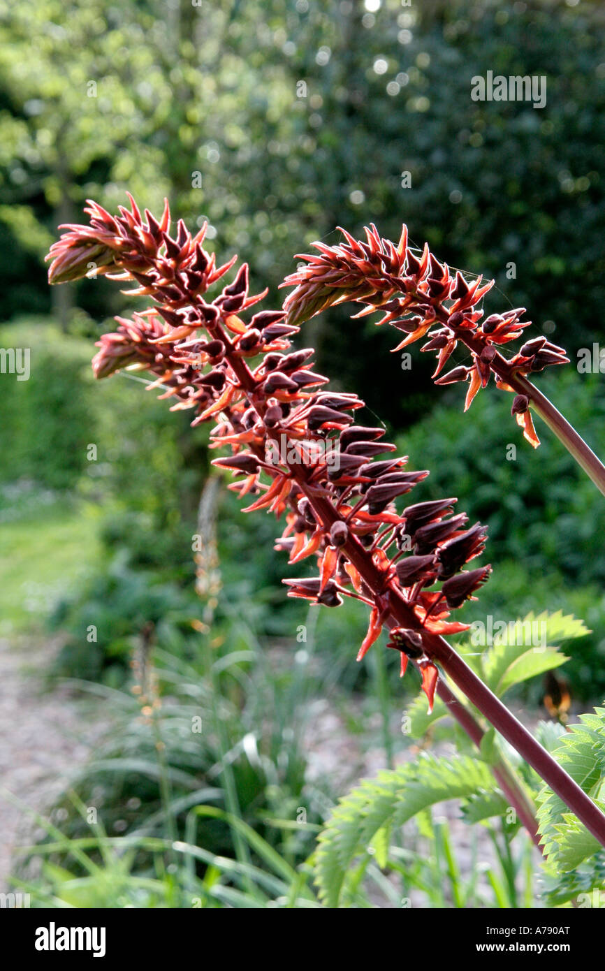 Melianthus major flowering mid April in Holbrook Garden Devon Stock Photo