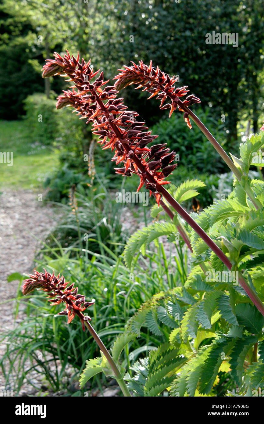 Melianthus major flowering mid April in Holbrook Garden Devon Stock Photo