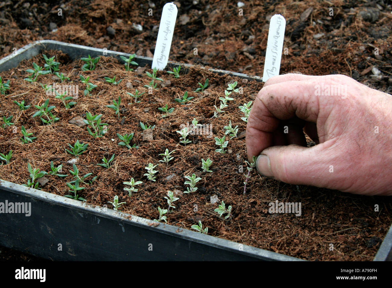 Propagation of Thyme by soft cuttings during April at Sampfotrd Shrubs