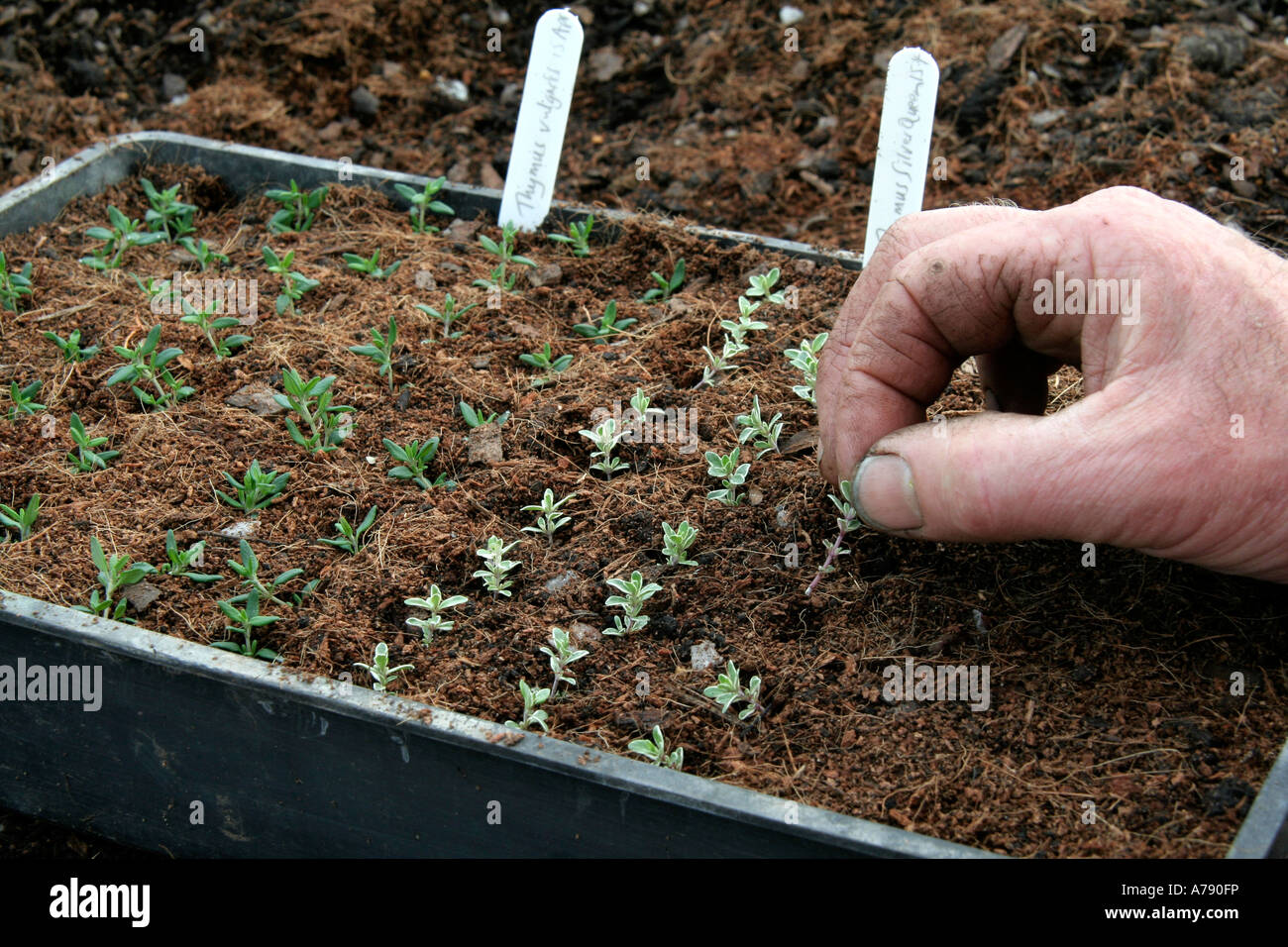 Propagation of Thyme by soft cuttings during April at Sampfotrd Shrubs nursery Stock Photo