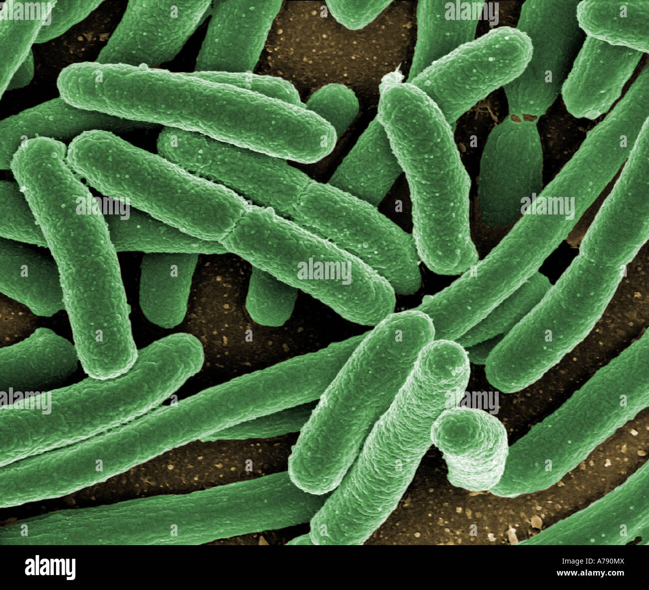 Scanning electron micrograph of Escherichia coli grown in culture and adhered to a coverslip Stock Photo