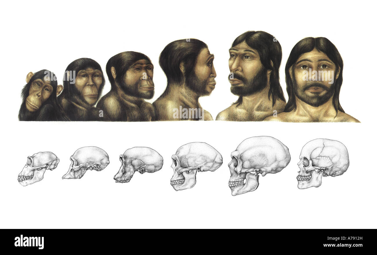 An illustration showing the evolutional development of the skull. Stock Photo