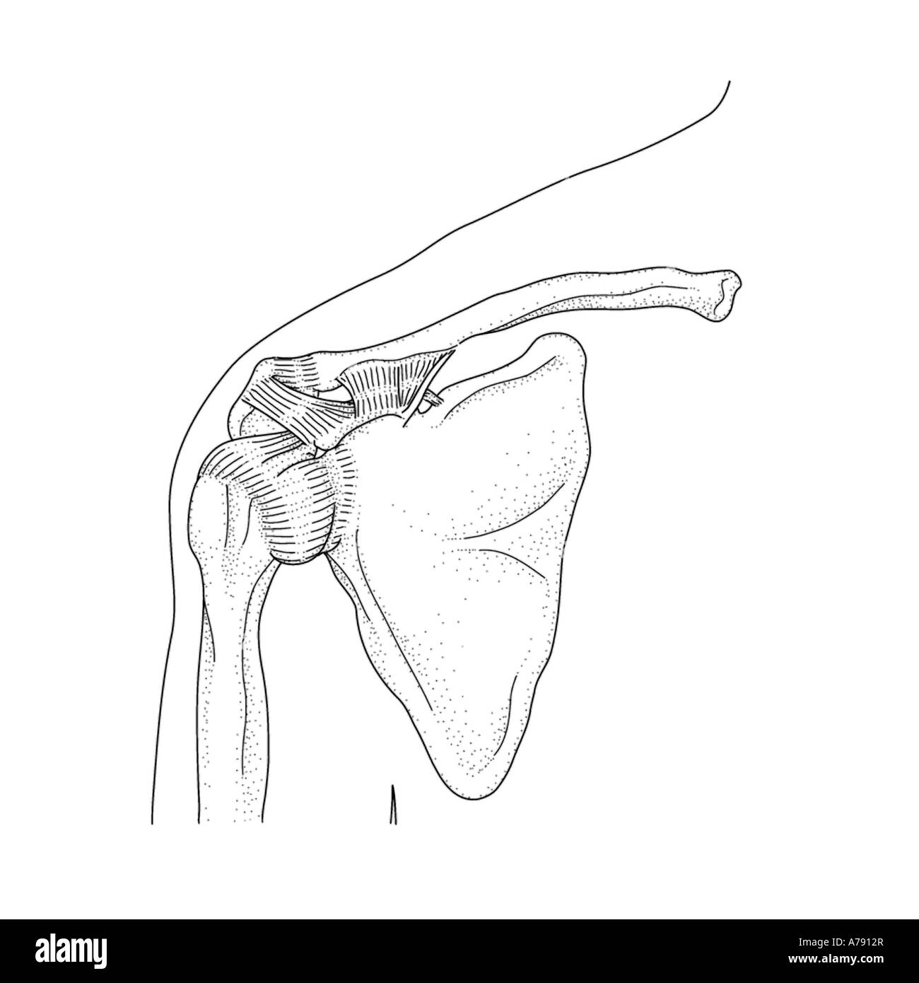 An illustration showing the musculature of the shoulder joint. Stock Photo