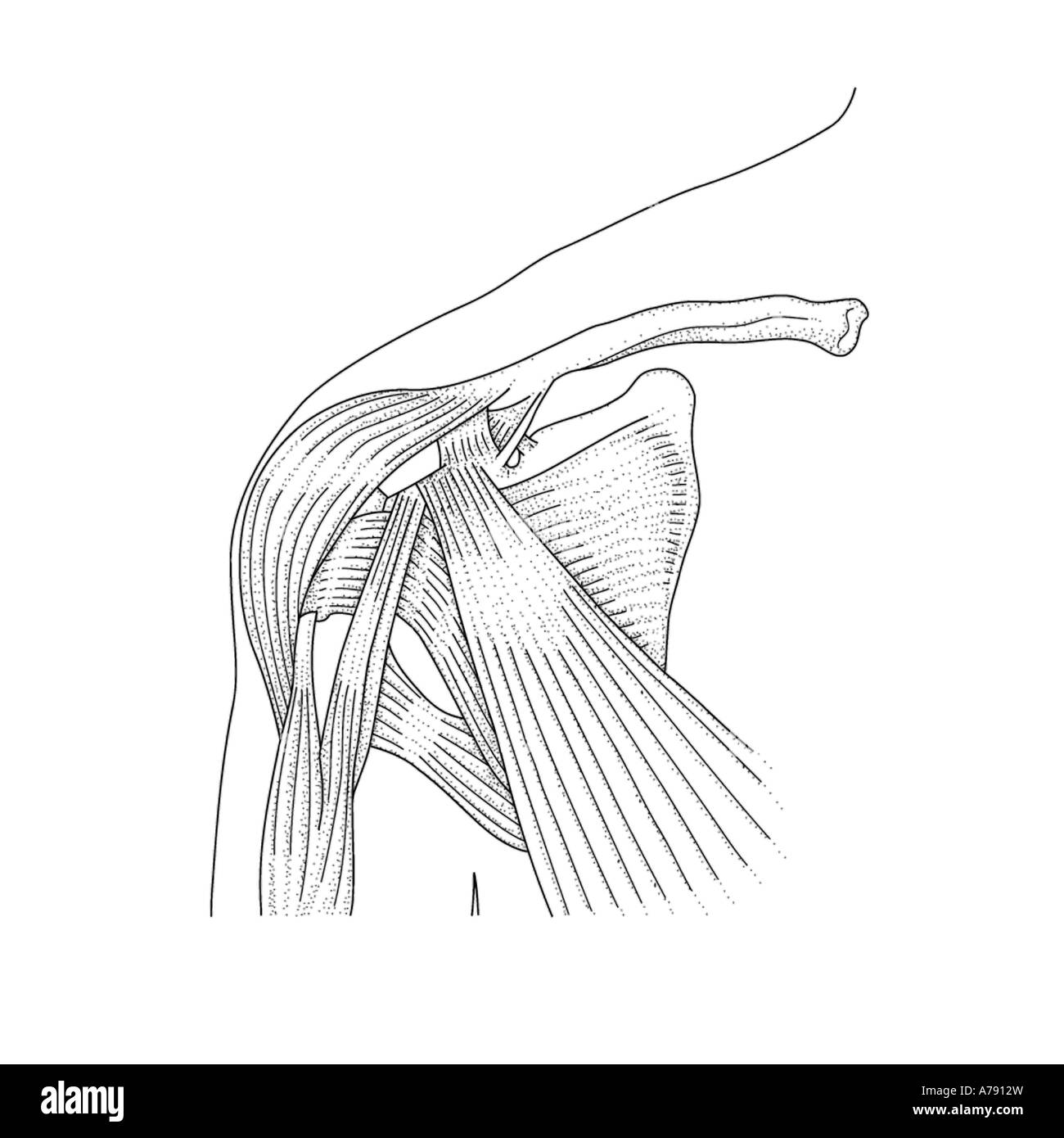 A illustration of the shoulder joint. Stock Photo