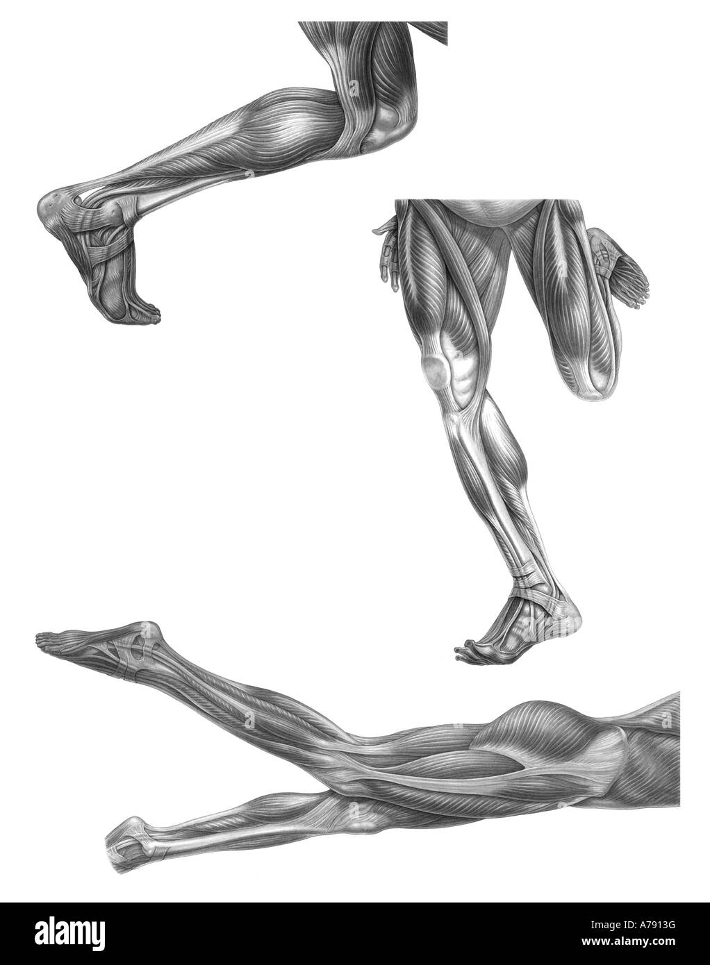An illustration of the human leg musculature used when running and swimming. Stock Photo