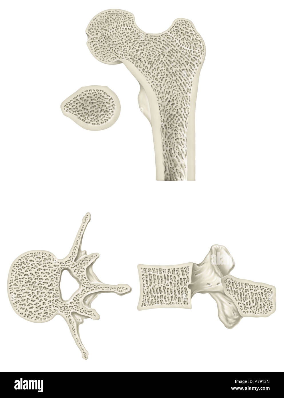 An illustration showing the structure of the femur and vertebra. Stock Photo