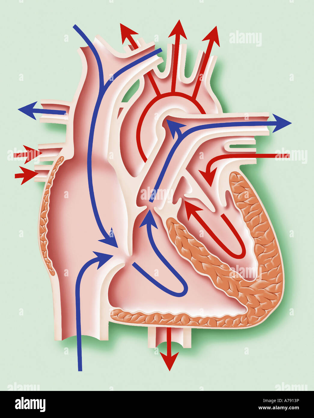An illustration showing a cross section of the heart with the chambers and blood vessels and flow shown. Stock Photo