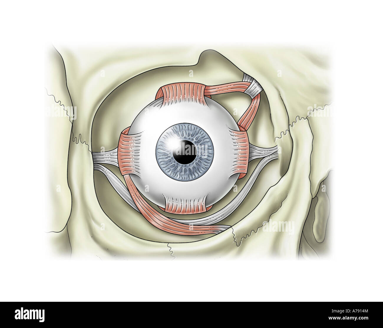 Illustration of intraocular eye muscles Stock Photo