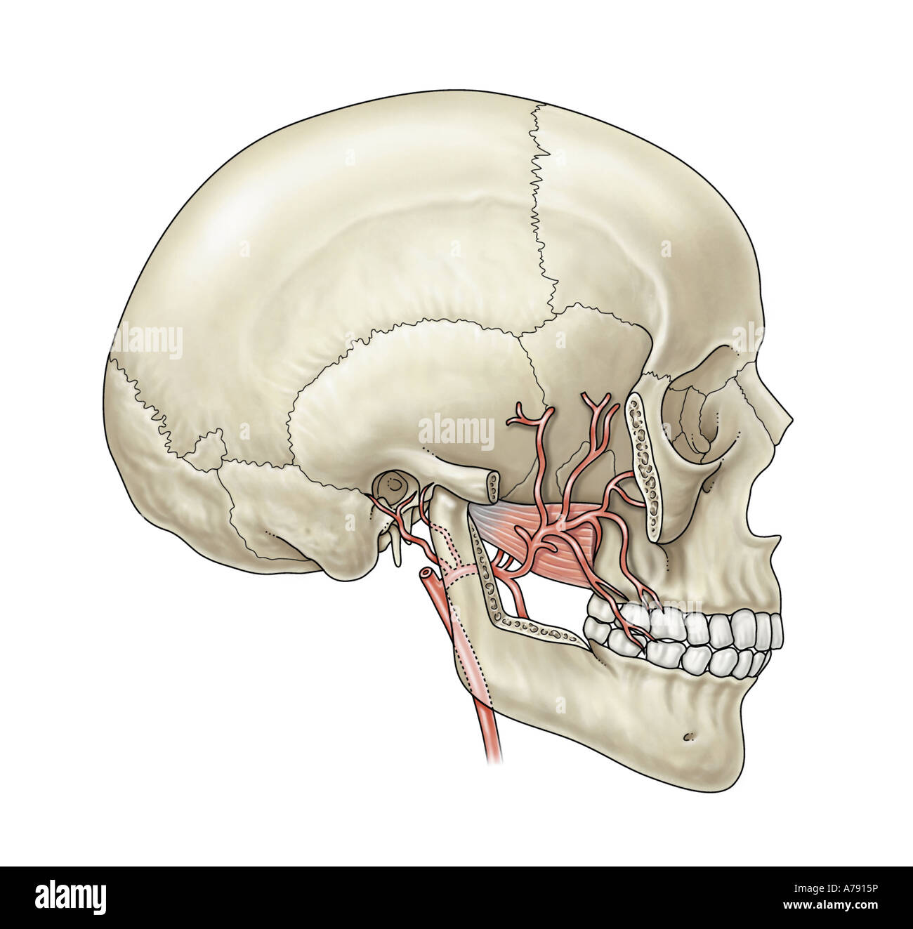An illustration showing facial blood supply Stock Photo