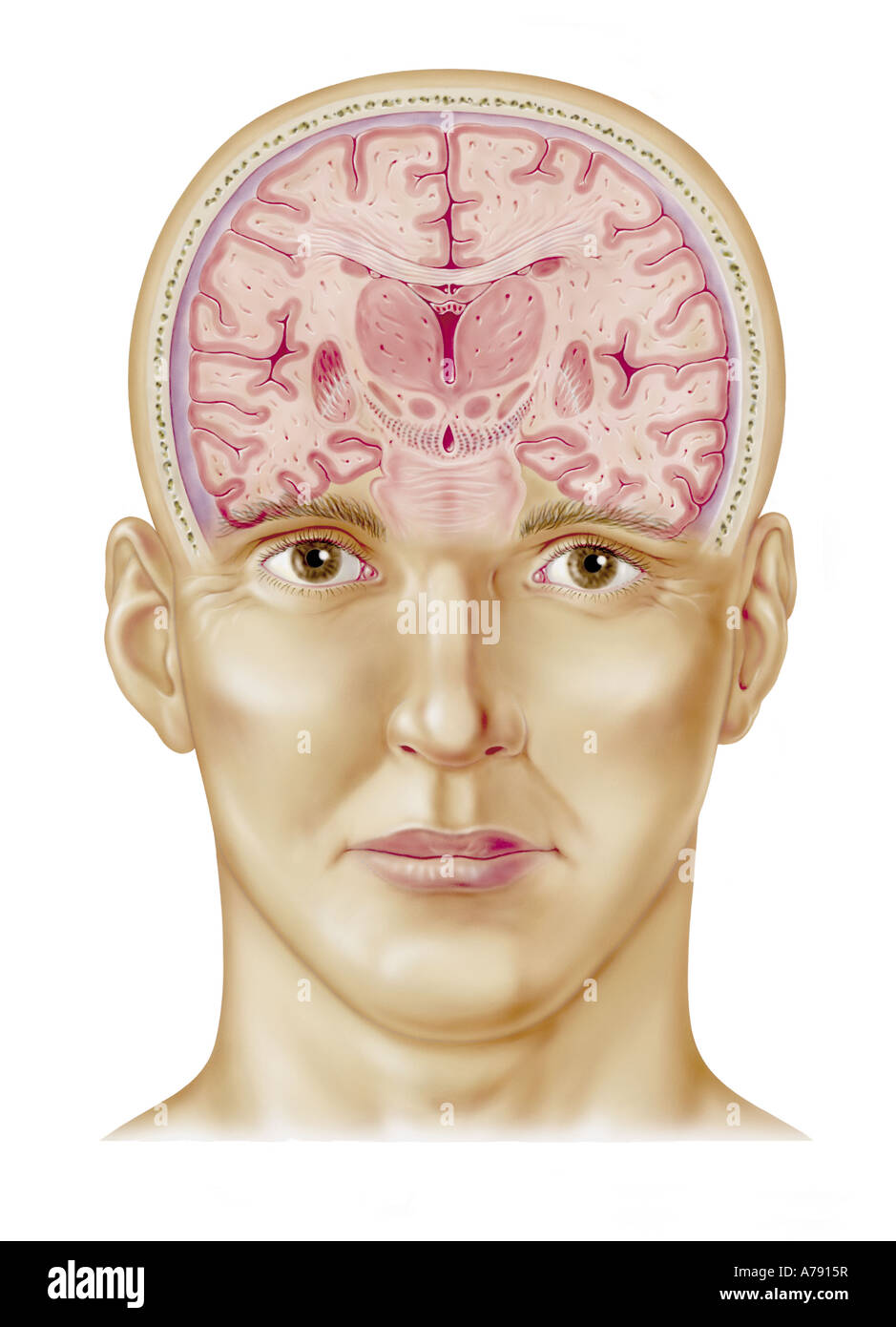 An illustration of a brain cross section Stock Photo