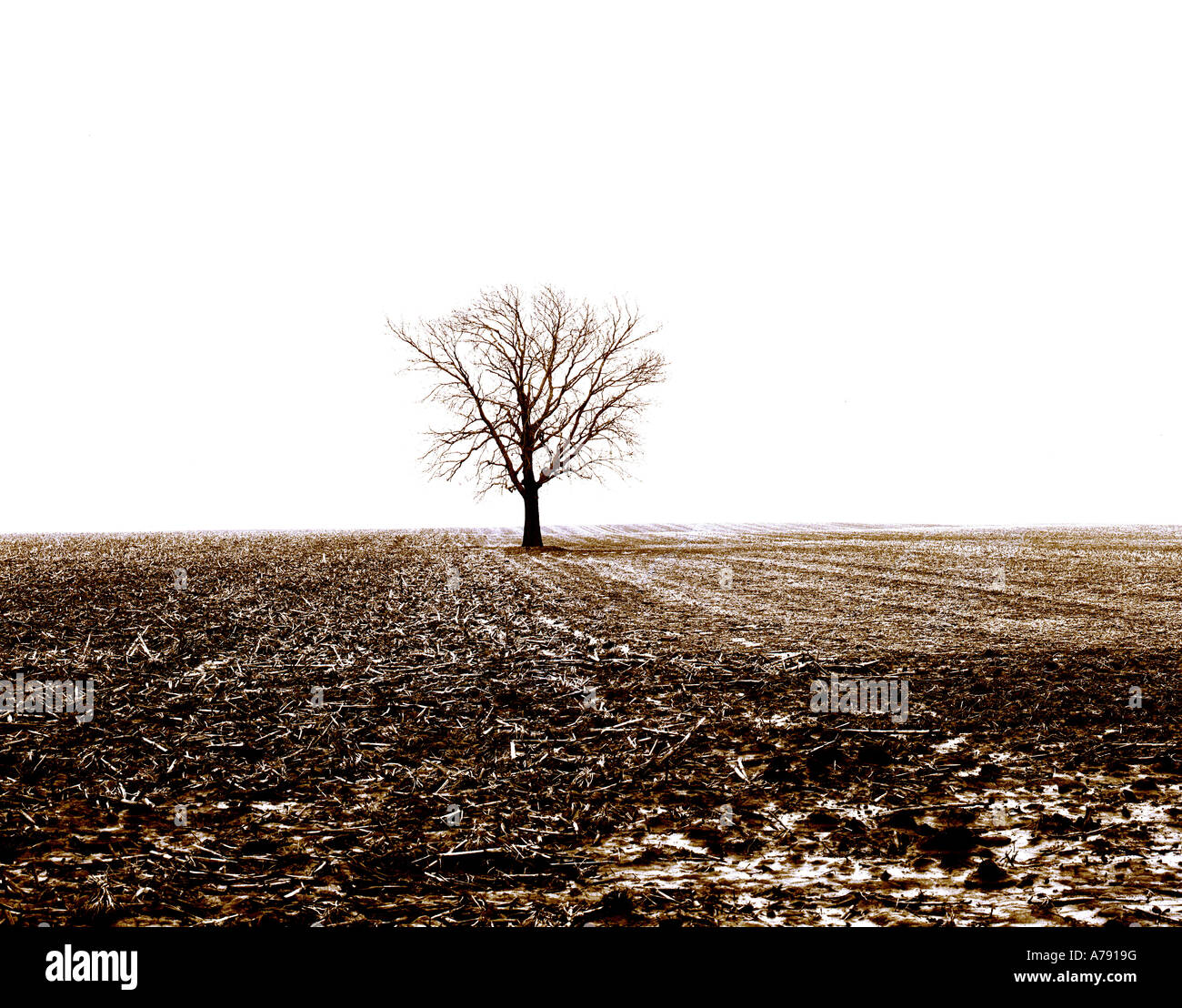 Solitary tree in winter standing in a farmer's field Stock Photo - Alamy