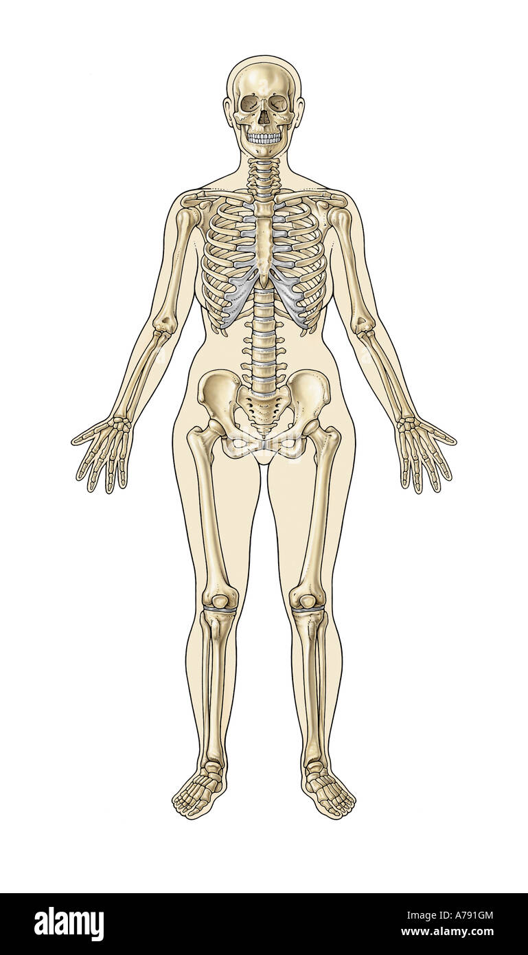 An illustration of the human skeletal system Stock Photo