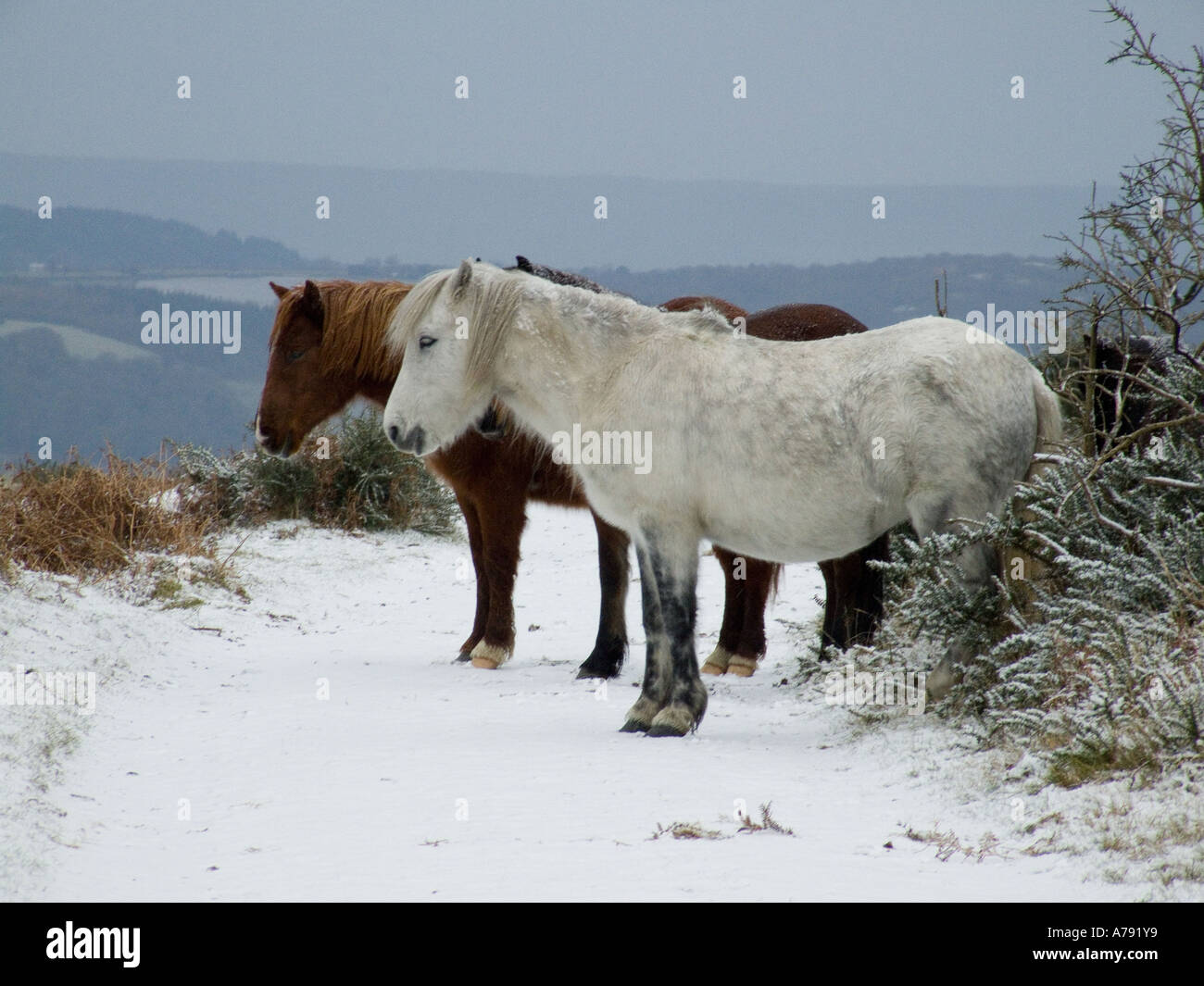 Dartmoor ponies in the snow Stock Photo Alamy