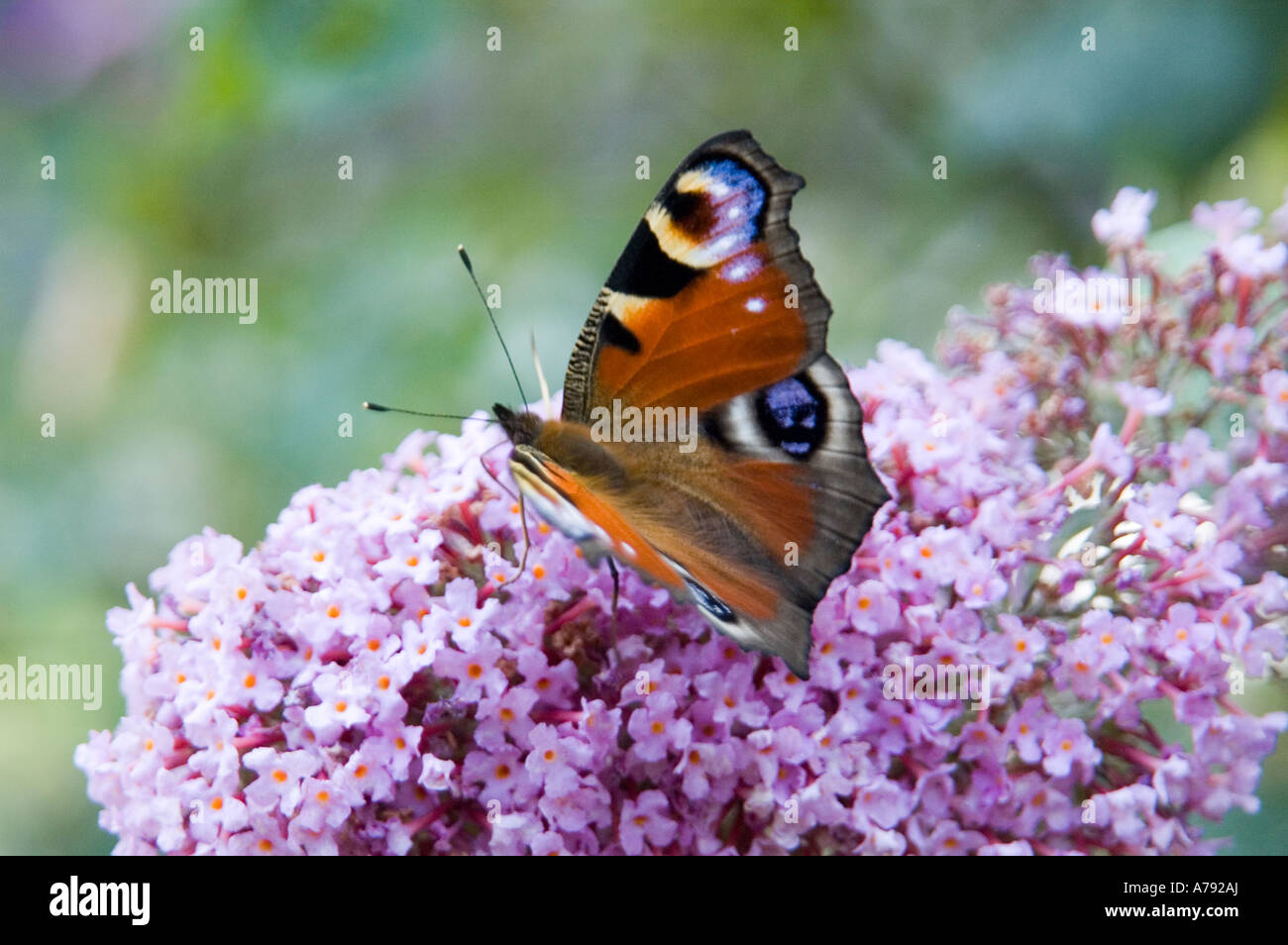 Peacock Butterfly on Buddleia flower Stock Photo - Alamy