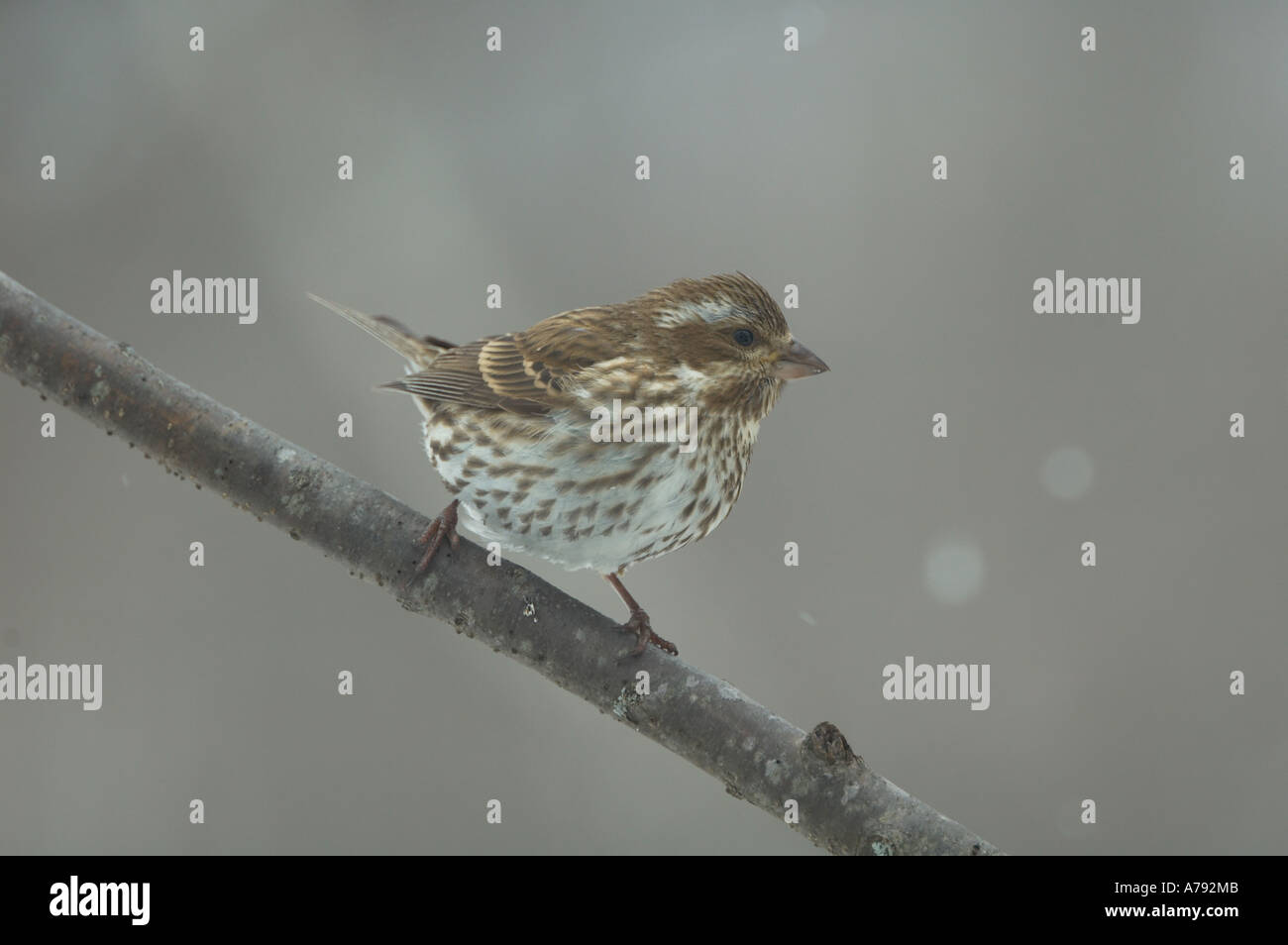 Purple Finch (female Stock Photo - Alamy