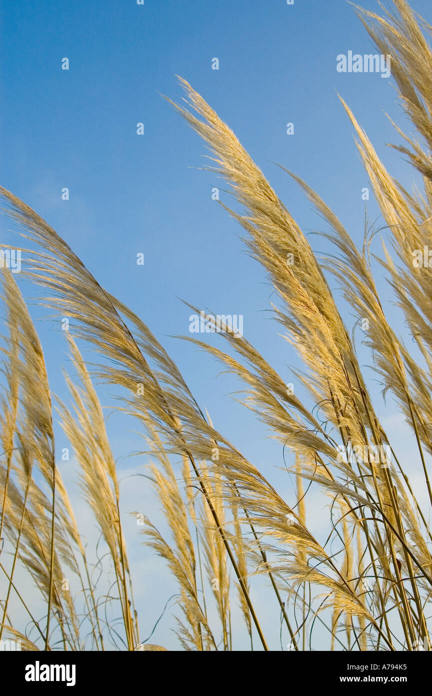 Blowing Reed Background Wind blow reed hi-res stock photography and images - Alamy