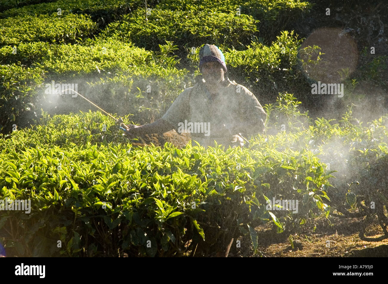 A man sprays Tea plants in India with chemical pesticide Stock Photo