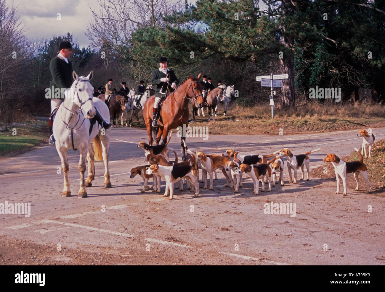 Fox hunting with master of the hunt on horse and hounds around Butley