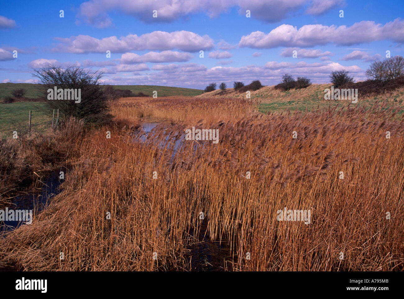 Reeds, marshes and drainage ditches Hollesley Suffolk England Stock Photo