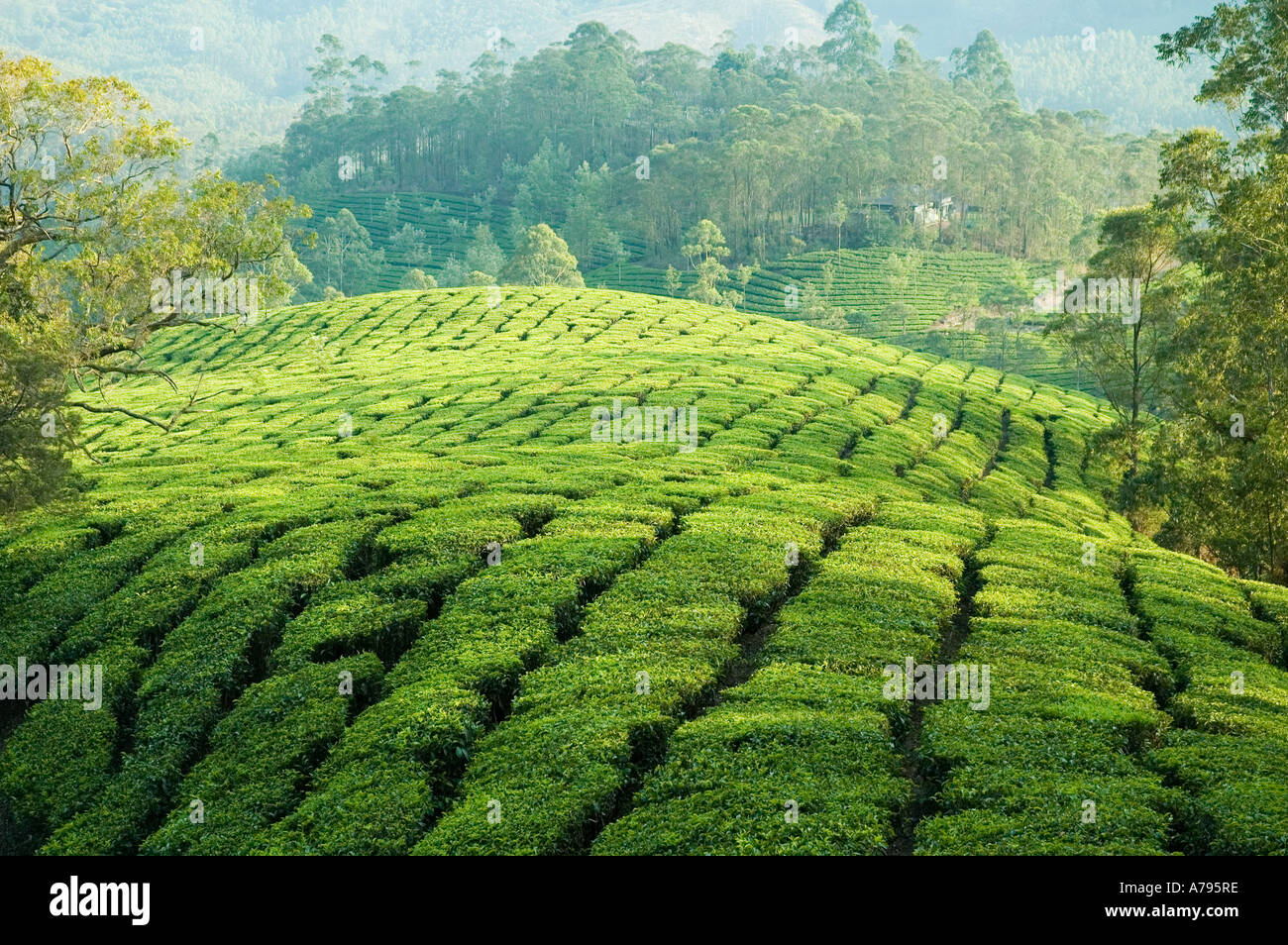 Tea plants Munnar Kerala South India Stock Photo