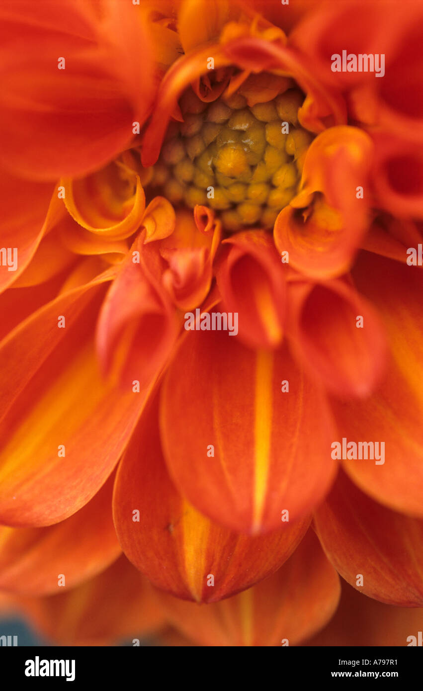 Orange Dahlia  Asteraceae Compositae Stock Photo