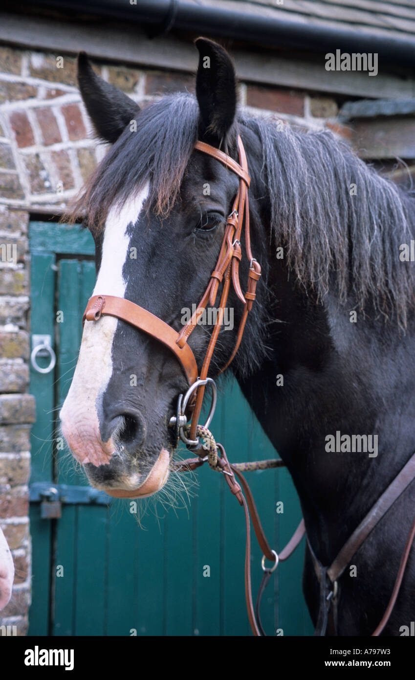 Heavy horse portrait Stock Photo Alamy