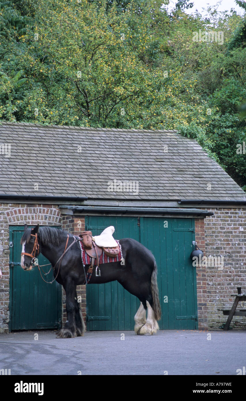 heavy horse saddled Stock Photo