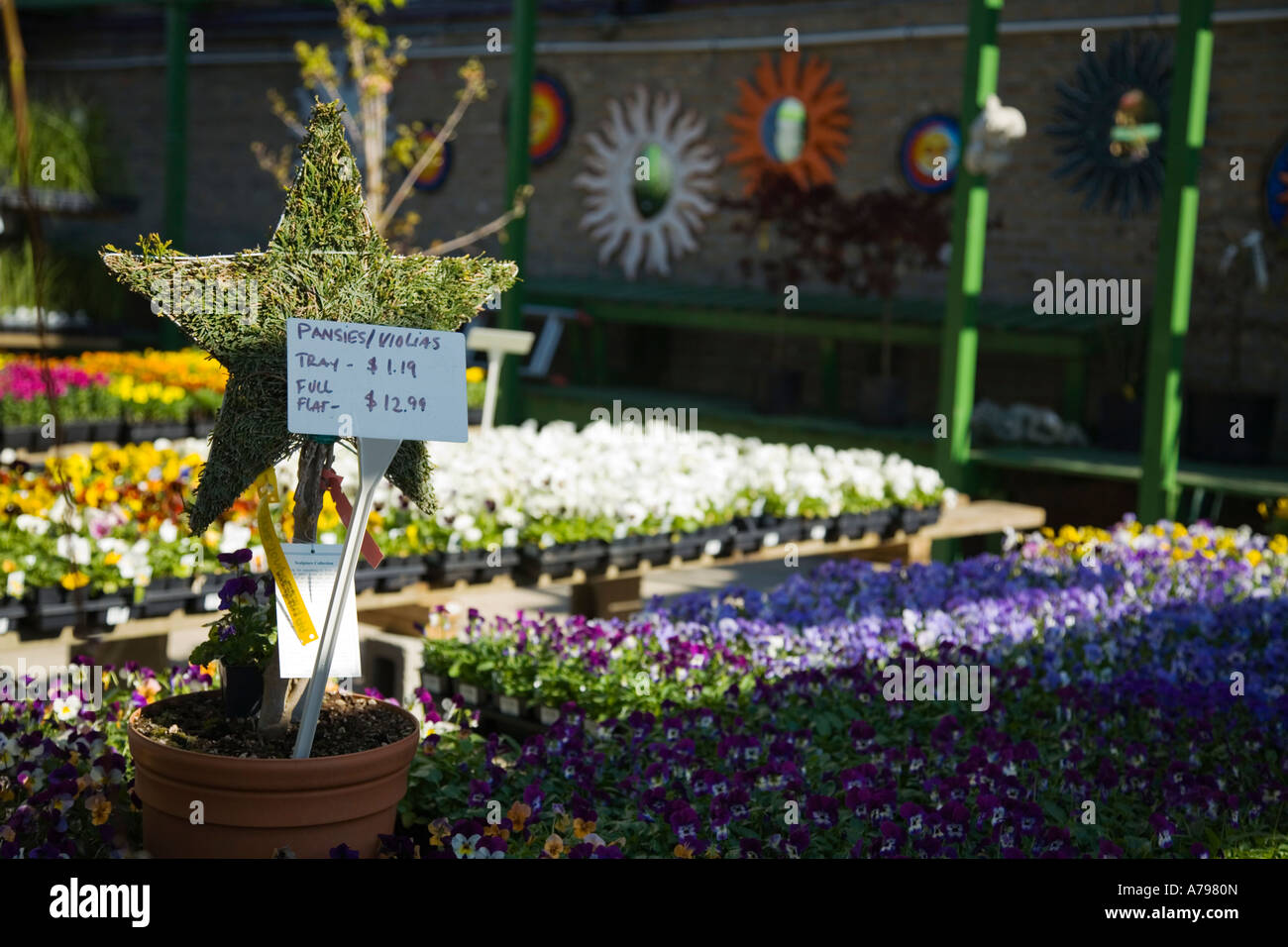 CHICAGO Illinois Flats of spring flowers for sale price sign nursery in
