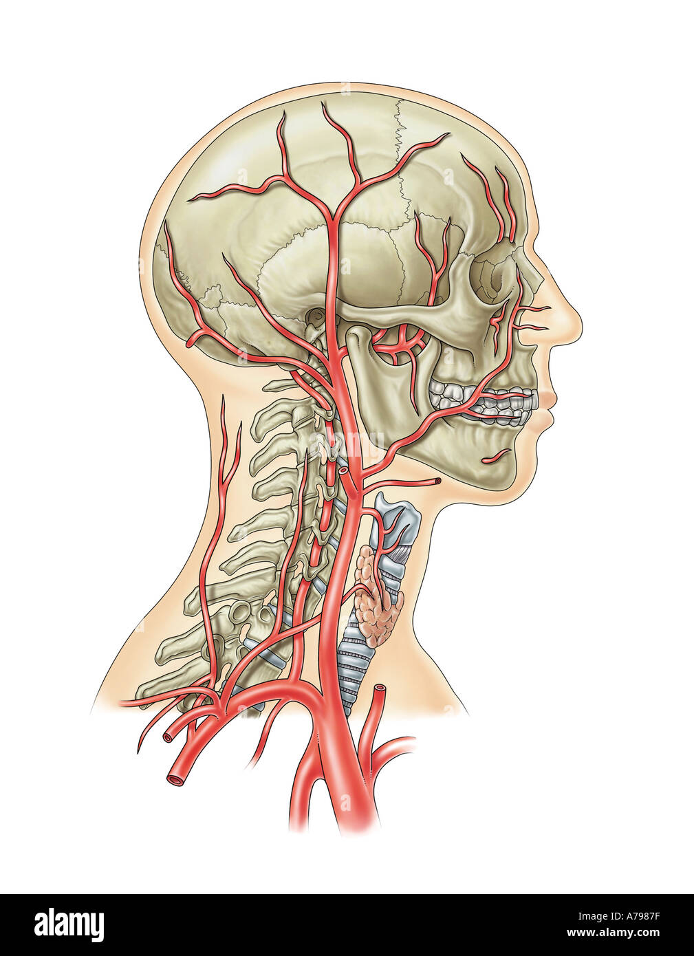 Arterial blood Supply Head and Neck Stock Photo
