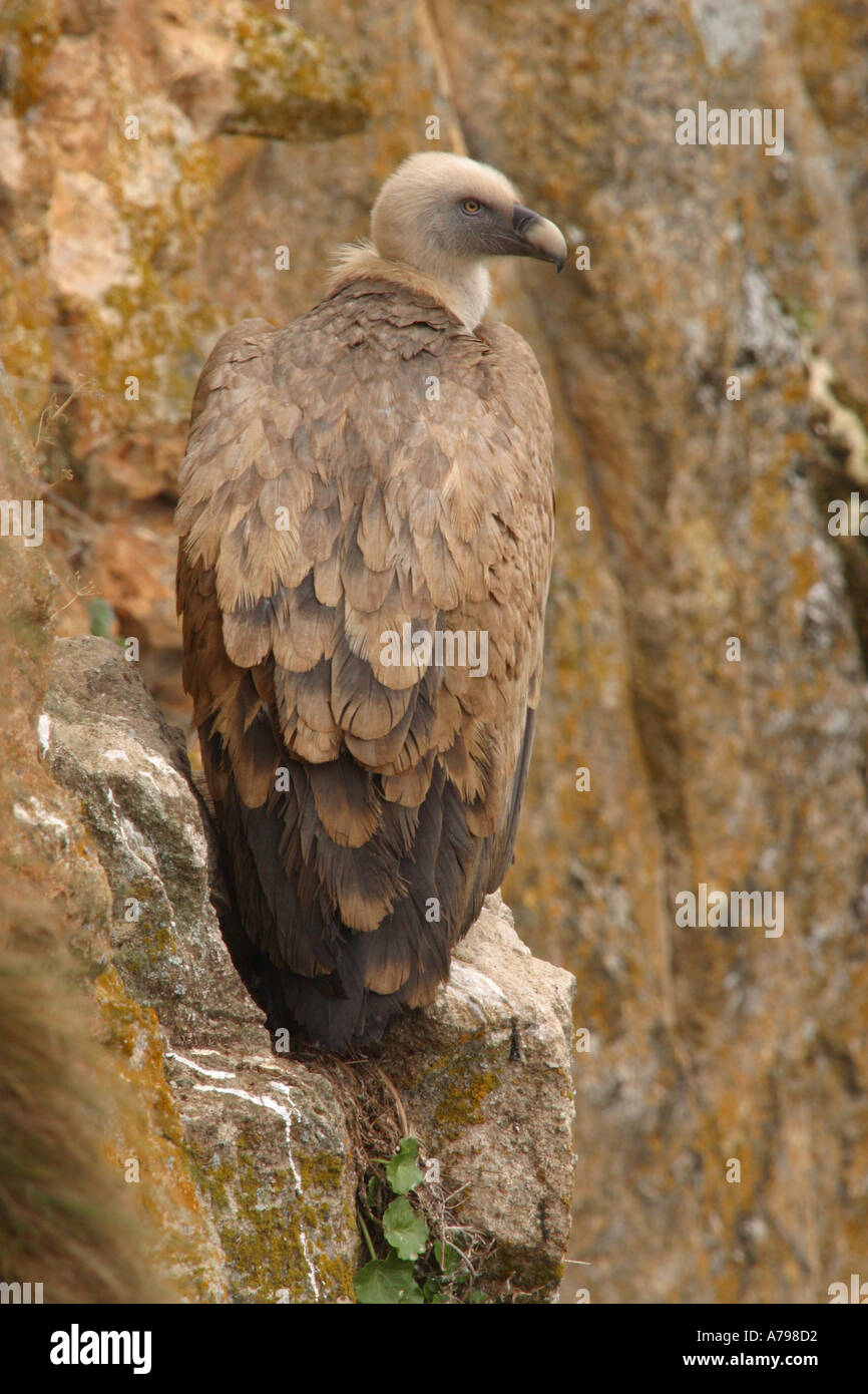 Standing vulture Griffon Vulture Stock Photo - Alamy