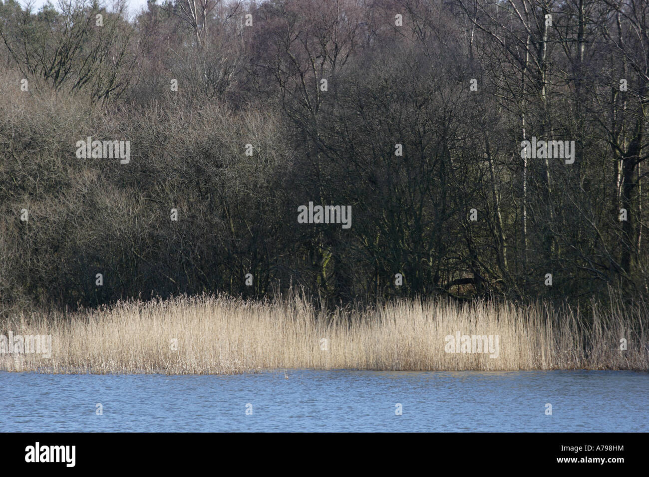 Reeds In Dam High Resolution Stock Photography and Images Alamy