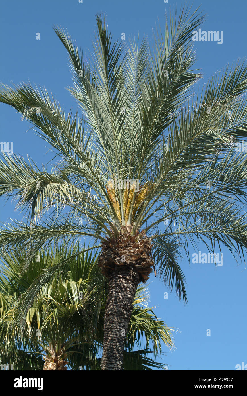 Date Palm at Scottsdale Arizona Stock Photo