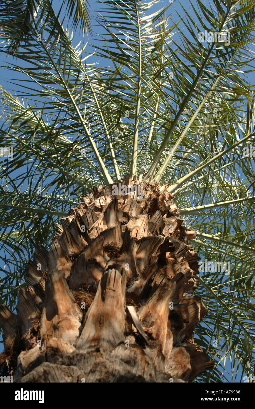 Date Palm at Scottsdale Arizona Stock Photo