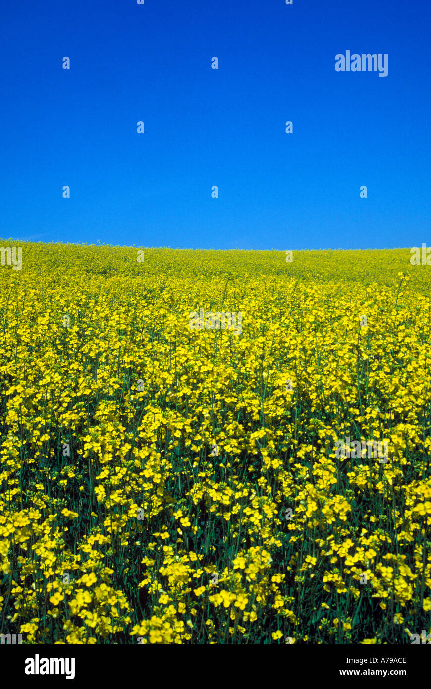 Oil seed rape crop Northamptonshire England Stock Photo - Alamy